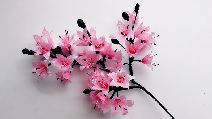 Cherry Blossoms