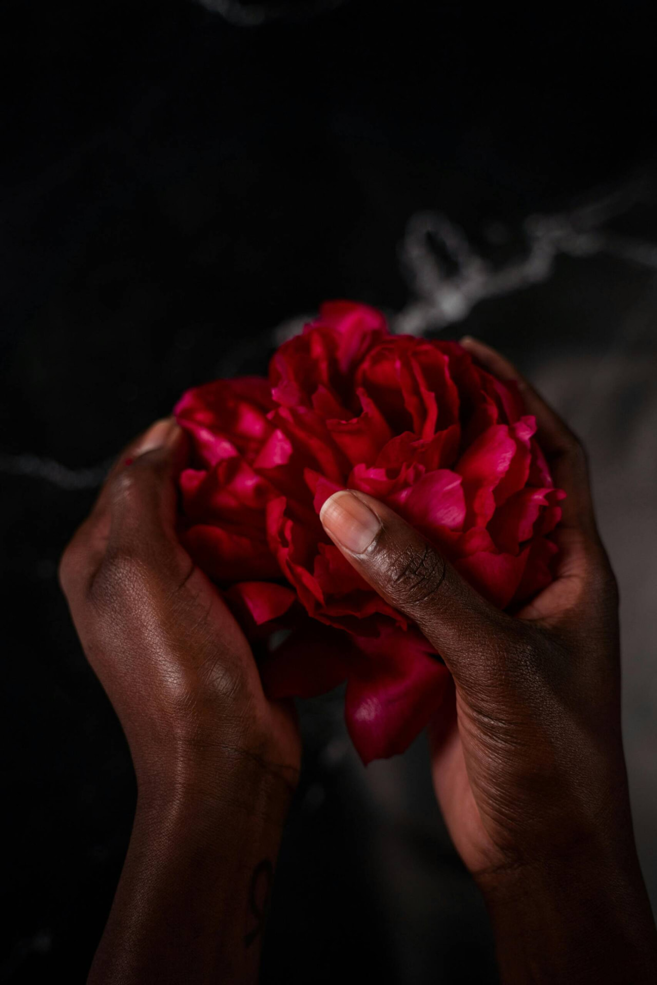Hands cradling a deep pink bloom